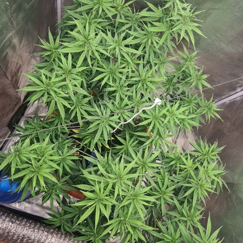 Lemon OG Candy growlog timeline photo