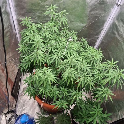 Lemon OG Candy growlog timeline photo