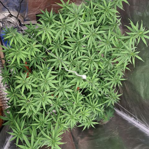 Lemon OG Candy growlog timeline photo
