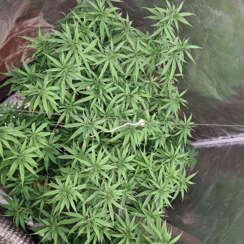 Lemon OG Candy growlog timeline photo