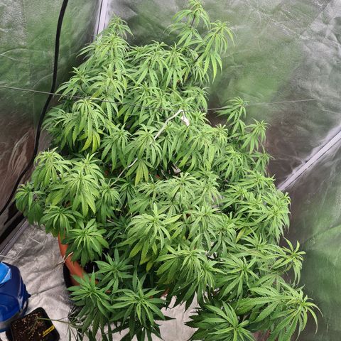 Lemon OG Candy growlog timeline photo