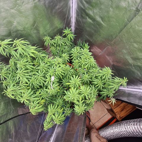 Lemon OG Candy growlog timeline photo