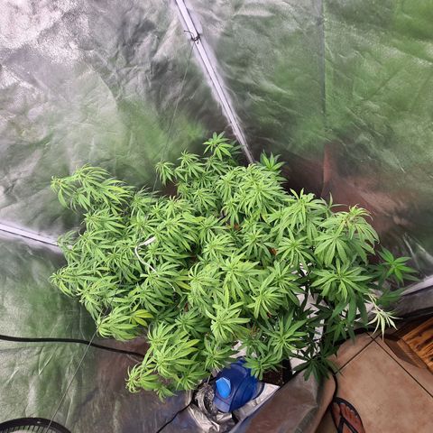 Lemon OG Candy growlog timeline photo