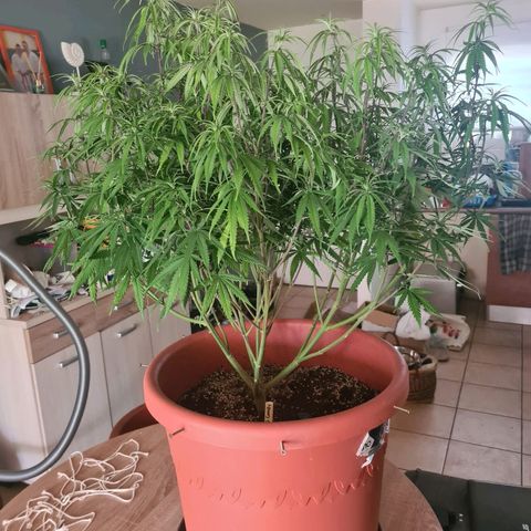 Lemon OG Candy growlog timeline photo