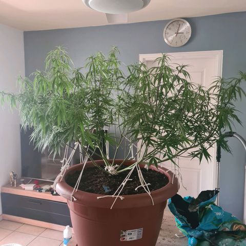 Lemon OG Candy growlog timeline photo