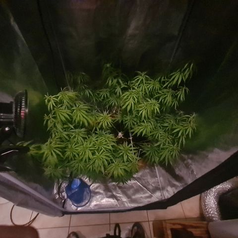 Lemon OG Candy growlog timeline photo
