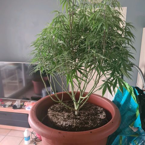 Lemon OG Candy growlog timeline photo