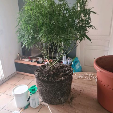 Lemon OG Candy growlog timeline photo