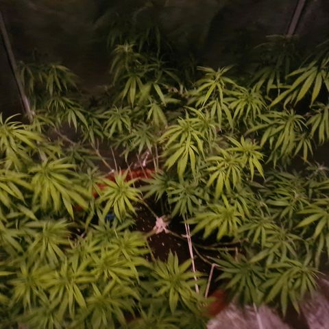 Lemon OG Candy growlog timeline photo