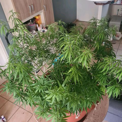 Lemon OG Candy growlog timeline photo