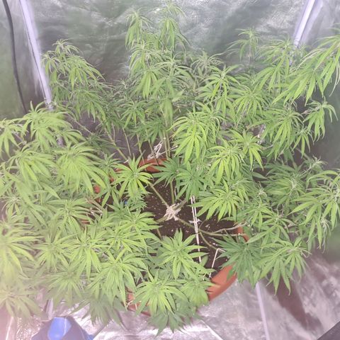 Lemon OG Candy growlog timeline photo