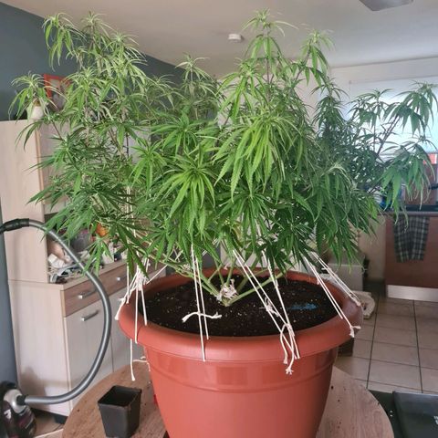 Lemon OG Candy growlog timeline photo