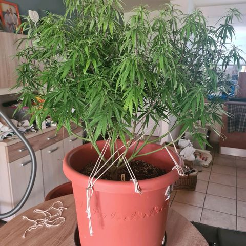 Lemon OG Candy growlog timeline photo