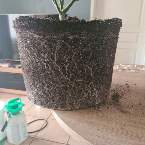 Lemon OG Candy growlog timeline photo