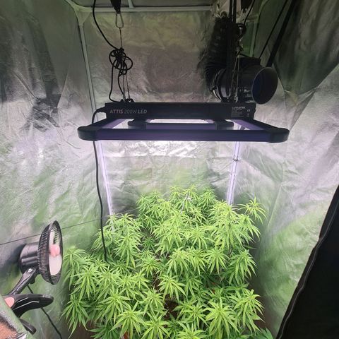 Lemon OG Candy growlog timeline photo