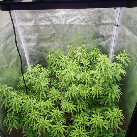 Lemon OG Candy growlog timeline photo