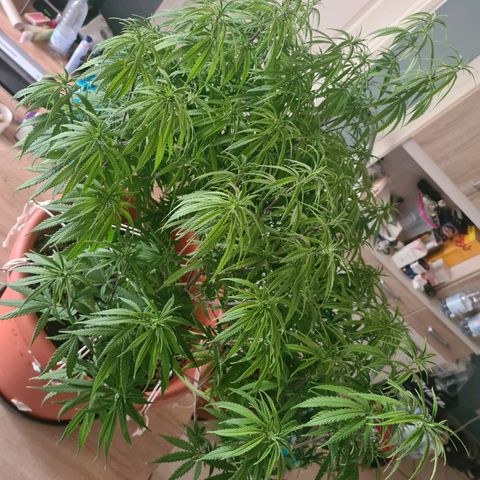 Lemon OG Candy growlog timeline photo