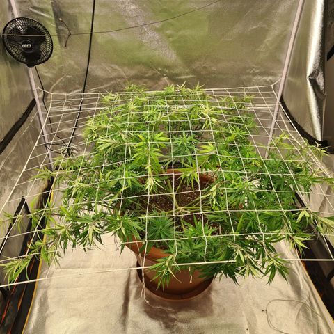 Lemon OG Candy growlog timeline photo