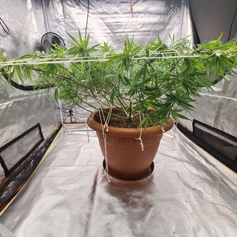 Lemon OG Candy growlog timeline photo