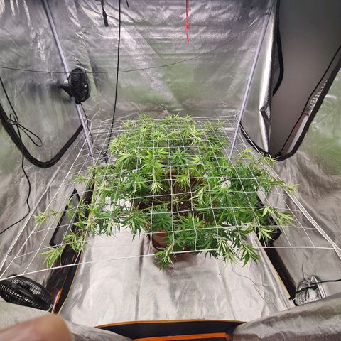 Lemon OG Candy growlog timeline photo