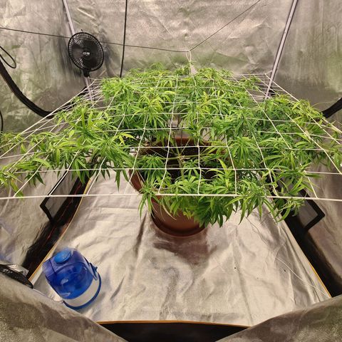 Lemon OG Candy growlog timeline photo