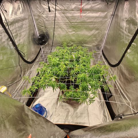 Lemon OG Candy growlog timeline photo