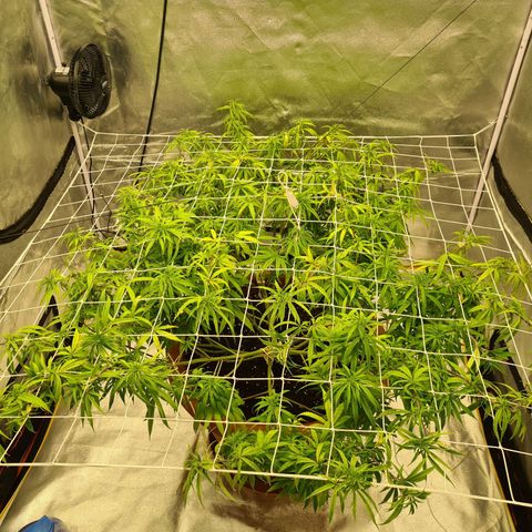 Lemon OG Candy growlog timeline photo