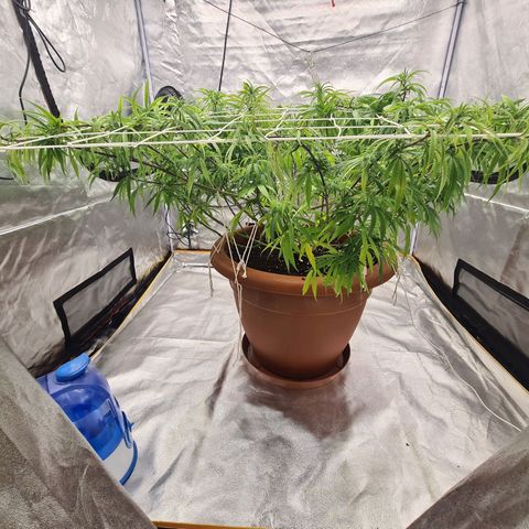 Lemon OG Candy growlog timeline photo
