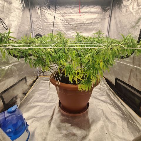 Lemon OG Candy growlog timeline photo