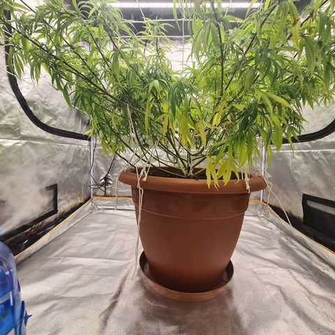 Lemon OG Candy growlog timeline photo