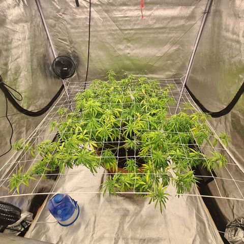 Lemon OG Candy growlog timeline photo