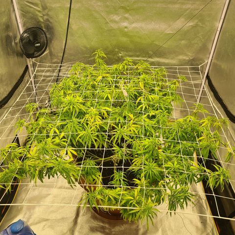 Lemon OG Candy growlog timeline photo
