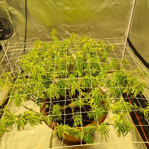 Lemon OG Candy growlog timeline photo
