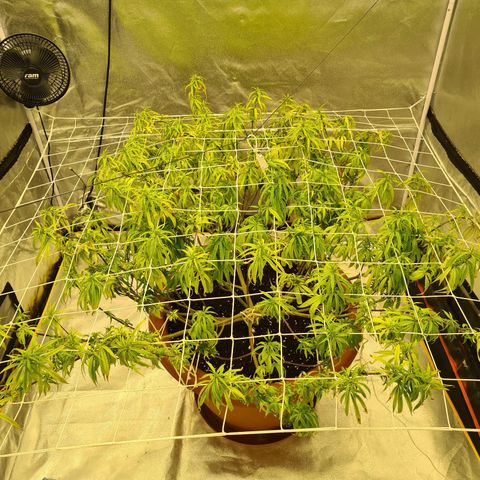 Lemon OG Candy growlog timeline photo