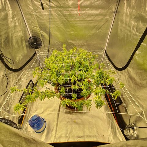 Lemon OG Candy growlog timeline photo