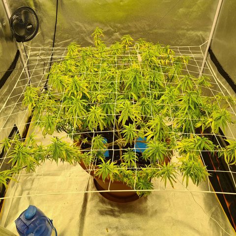Lemon OG Candy growlog timeline photo