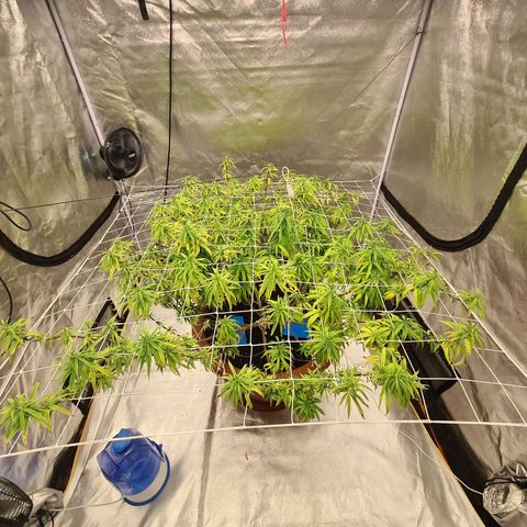 Lemon OG Candy growlog timeline photo