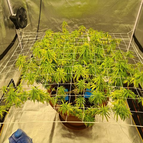 Lemon OG Candy growlog timeline photo