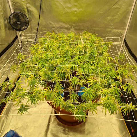 Lemon OG Candy growlog timeline photo