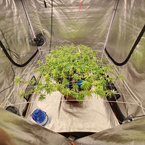Lemon OG Candy growlog timeline photo