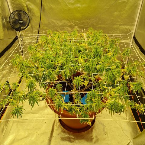 Lemon OG Candy growlog timeline photo