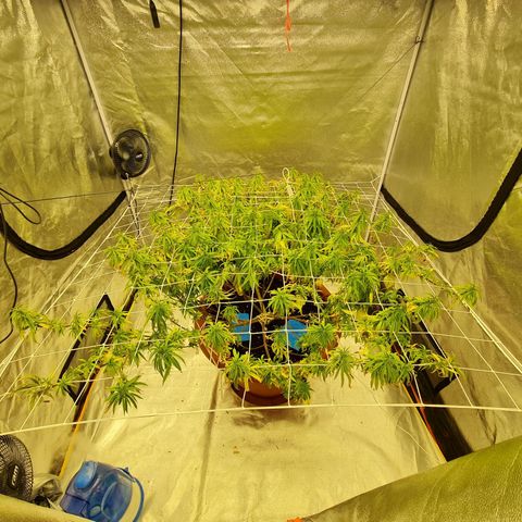 Lemon OG Candy growlog timeline photo