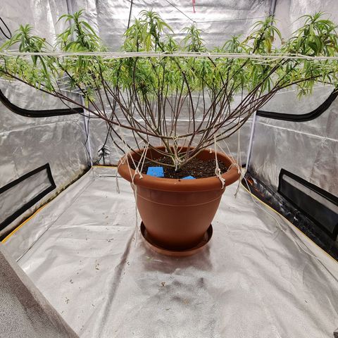 Lemon OG Candy growlog timeline photo
