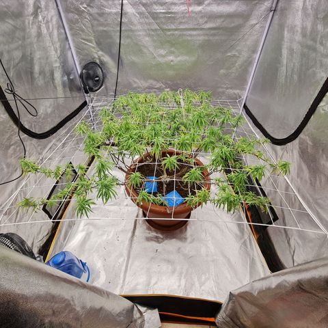 Lemon OG Candy growlog timeline photo
