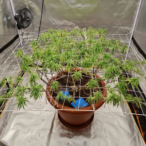 Lemon OG Candy growlog timeline photo