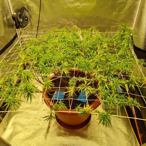 Lemon OG Candy growlog timeline photo