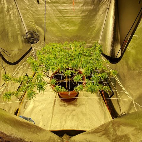 Lemon OG Candy growlog timeline photo