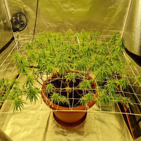 Lemon OG Candy growlog timeline photo