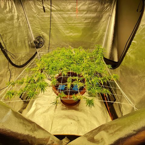 Lemon OG Candy growlog timeline photo