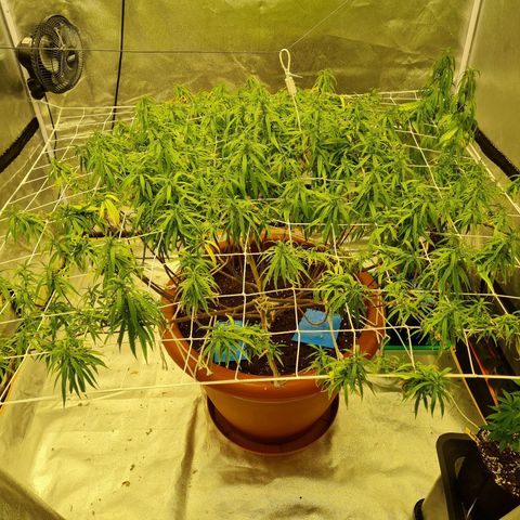 Lemon OG Candy growlog timeline photo